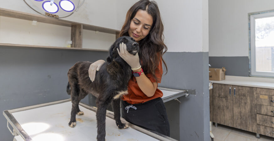 Mersin Büyükşehir Belediyesi Yaralı Köpek Cesur'u 6 Ayda İyileştirdi Mersin Büyükşehir Belediyesi Yaralı Köpek Cesur'u 6 Ayda İyileştirdi