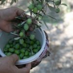 Mersin Büyükşehir Kurs Merkezleri Yeni Döneme Başladı