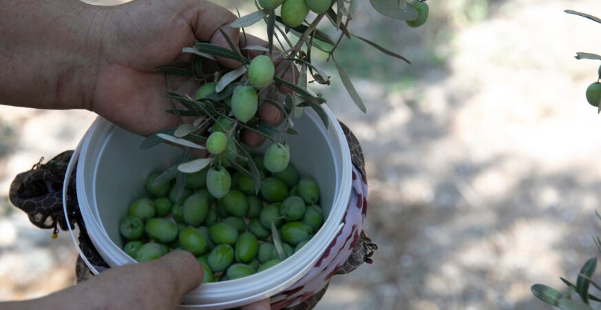 Mersin Büyükşehir Zeytin Fidanları Ürün Verdi Karaisalıda Hasat Sevinci Yaşandı
